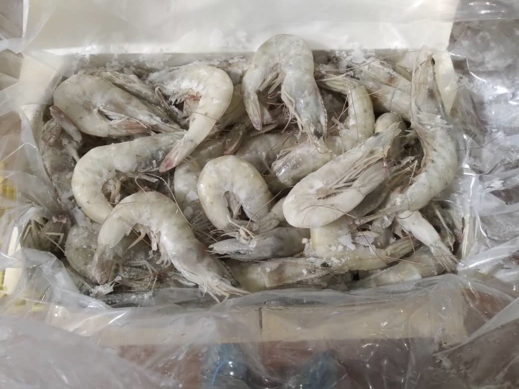 shrimp