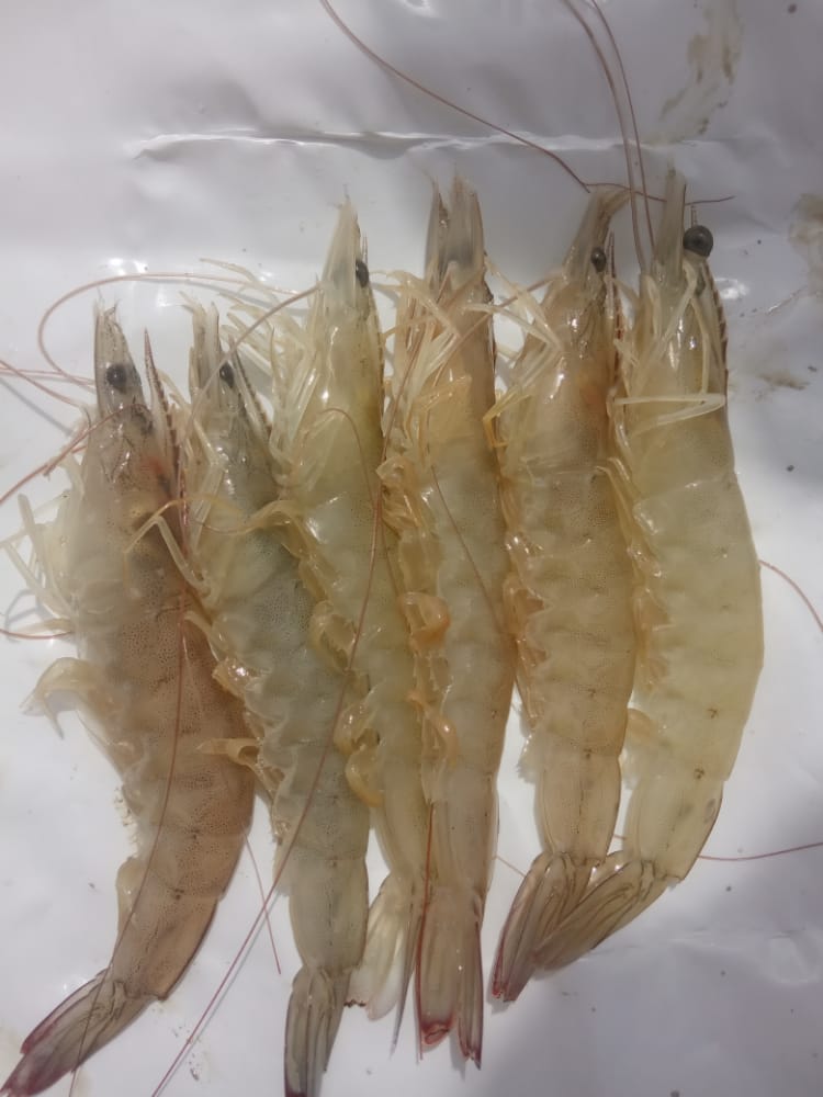 shrimp