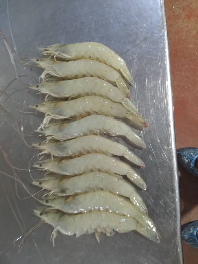 shrimp